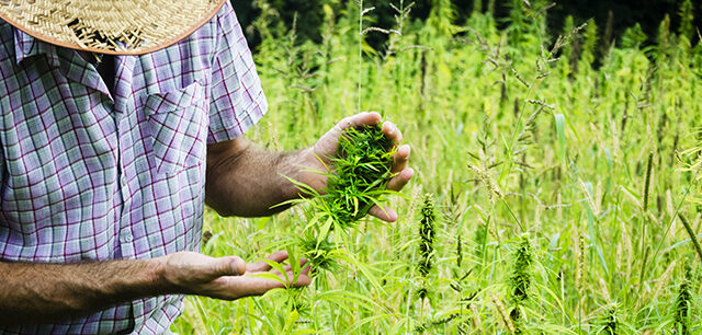 Man Harvesting Medical Marijuana