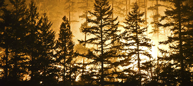 photo - forest and flames