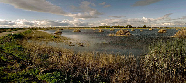 photo - Yolo Wetlands