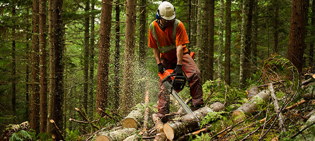 photo - Forestry Worker Thinning a Forest To Prevent Large Forest Fires