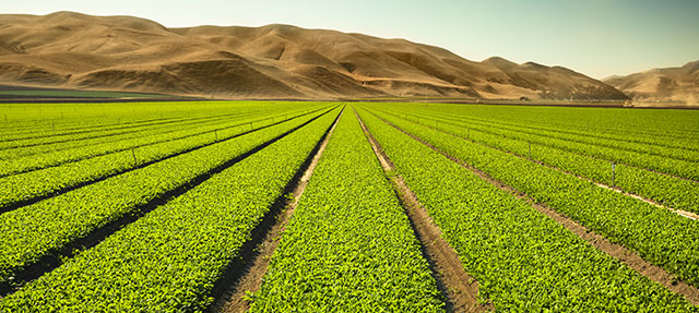 photo - Celery field in the Salinas Valley, California