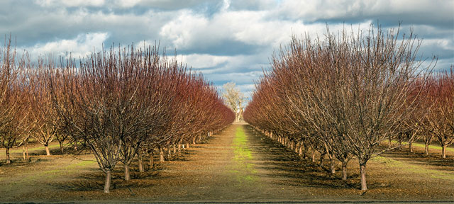Photo of almond trees in San Joaquin Valley, California