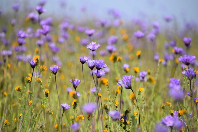 photo - Wildflowers at Wind Wolves Preserve in Bakersfield, California