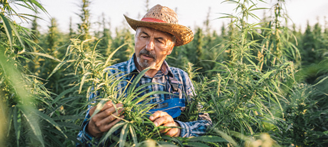 photo - Farmer in a cannabis field