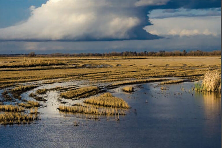 photo - Delta ecosystems report image