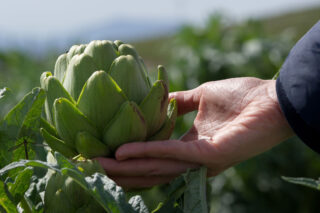 photo - Closeup shot of an artichoke crop in California