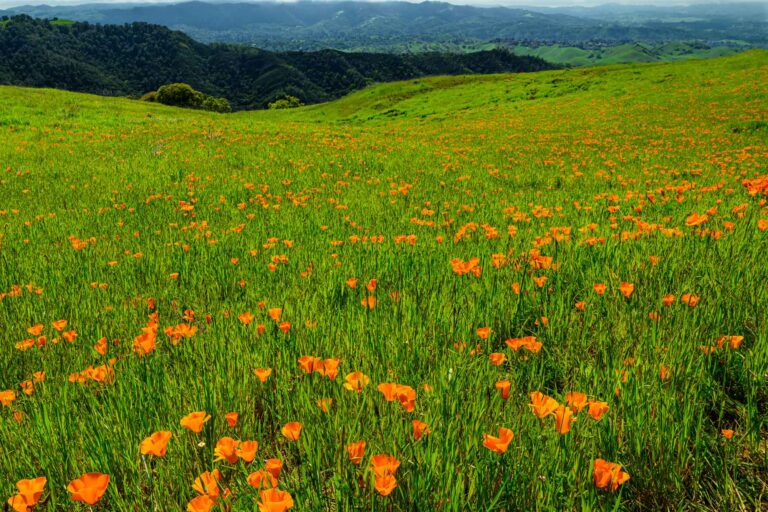 photo - Blooming California Poppies on Mt. Diablo, California