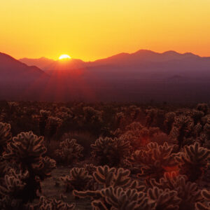 photo - Sunrise at Joshua Tree National Park