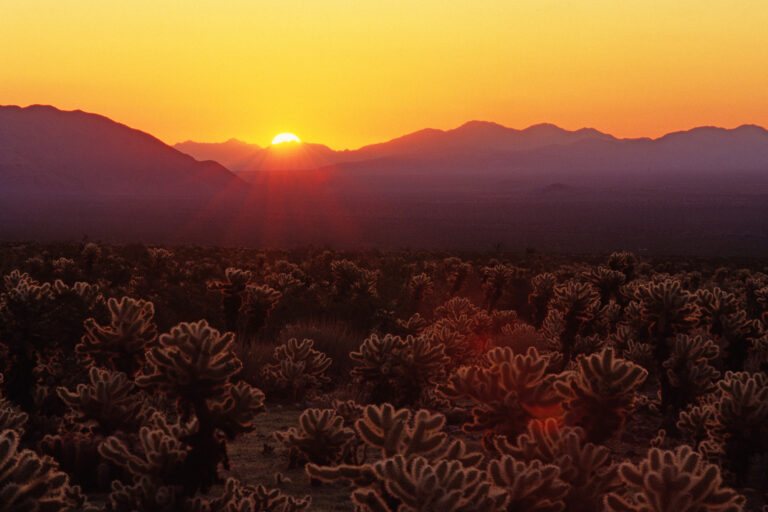 photo - Sunrise at Joshua Tree National Park