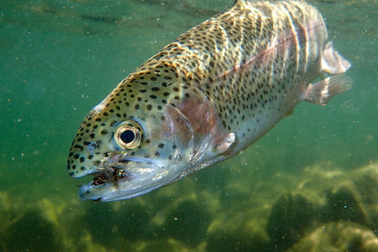 photo - Underwater Photograph of a Wild Rainbow Trout