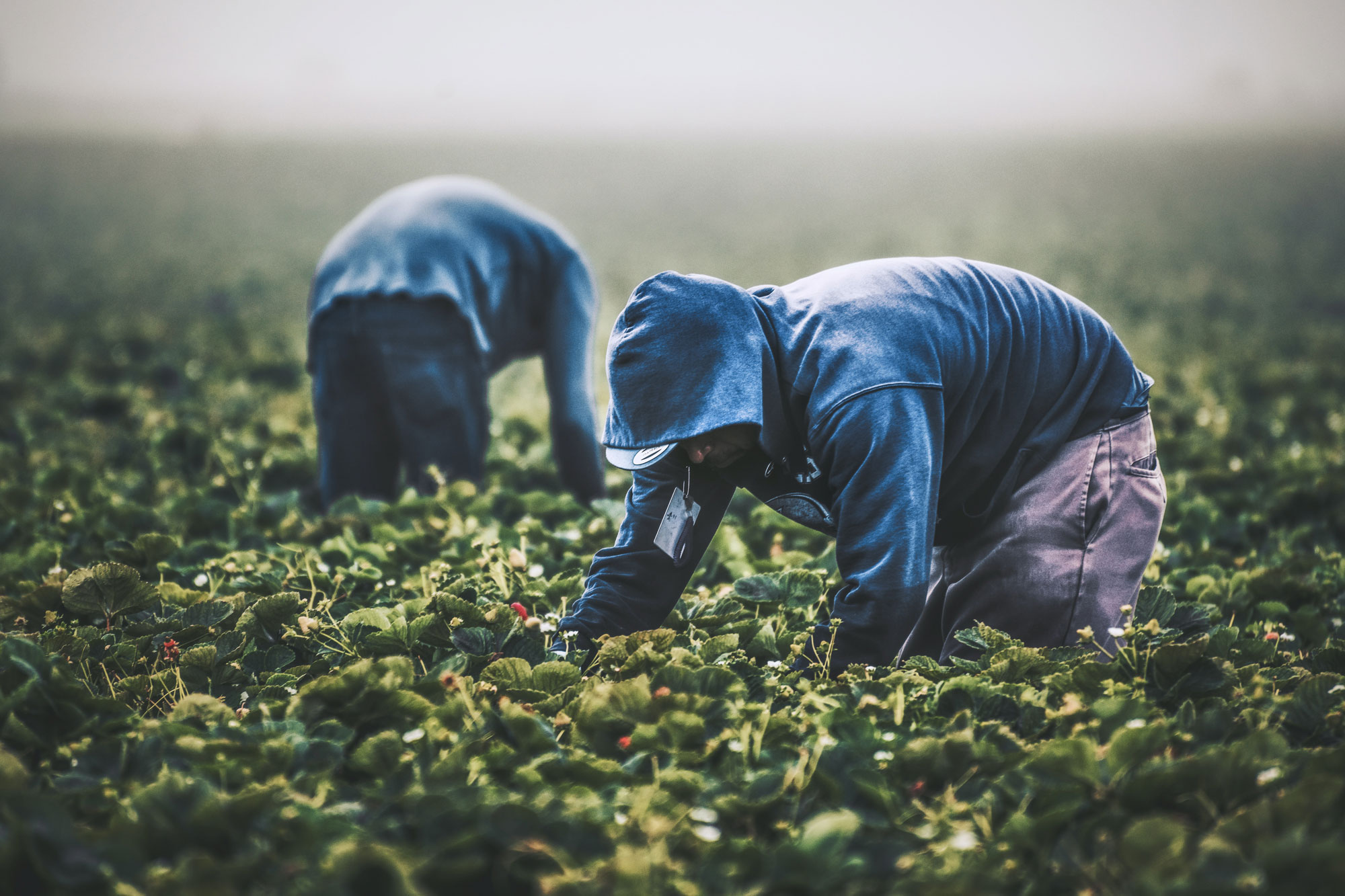 Policy Brief: Health Care Access among California’s Farmworkers