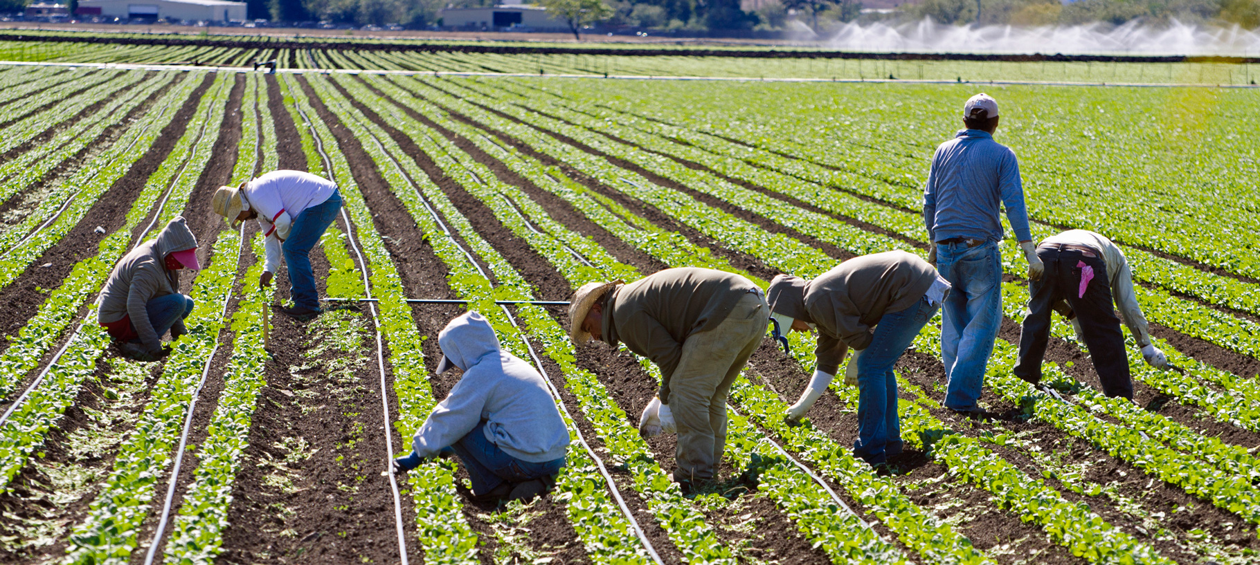 illegal immigrants working for low wages